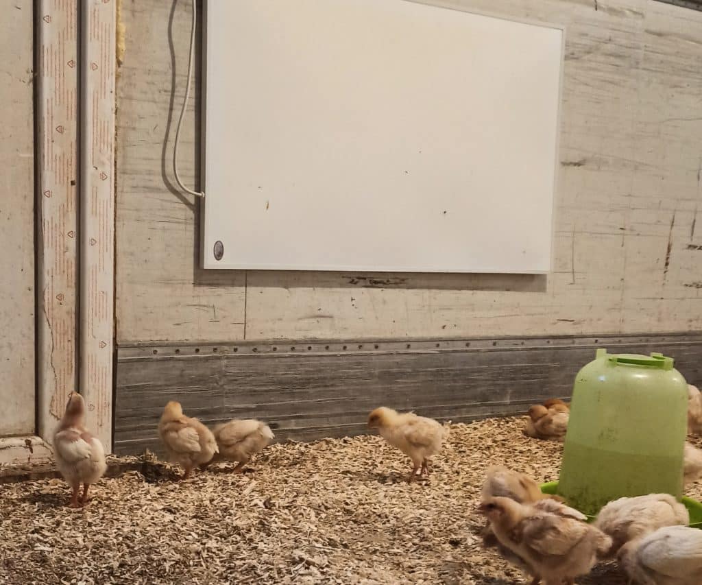 Könighaus stalverwarming voor de kippenhouderij
