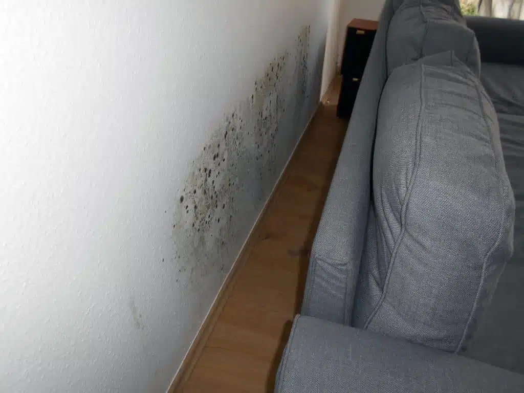 Schimmelbildung hinter einem Sofa