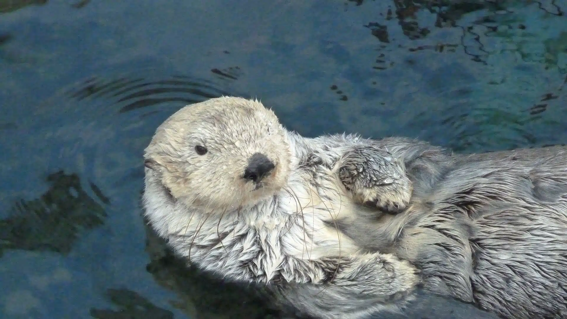 Otter