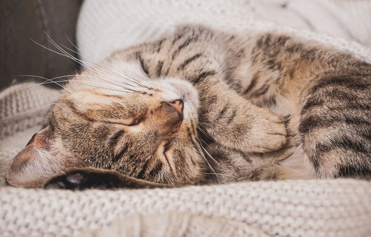 Kat ligt met gesloten ogen op de bank