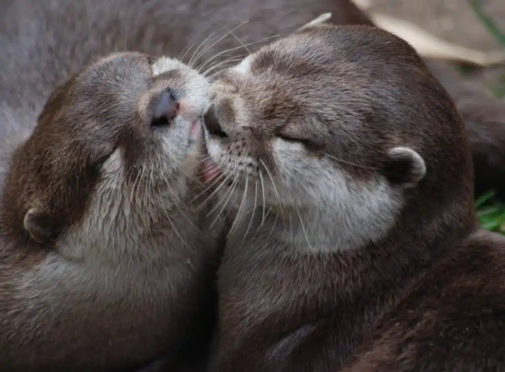 Otter