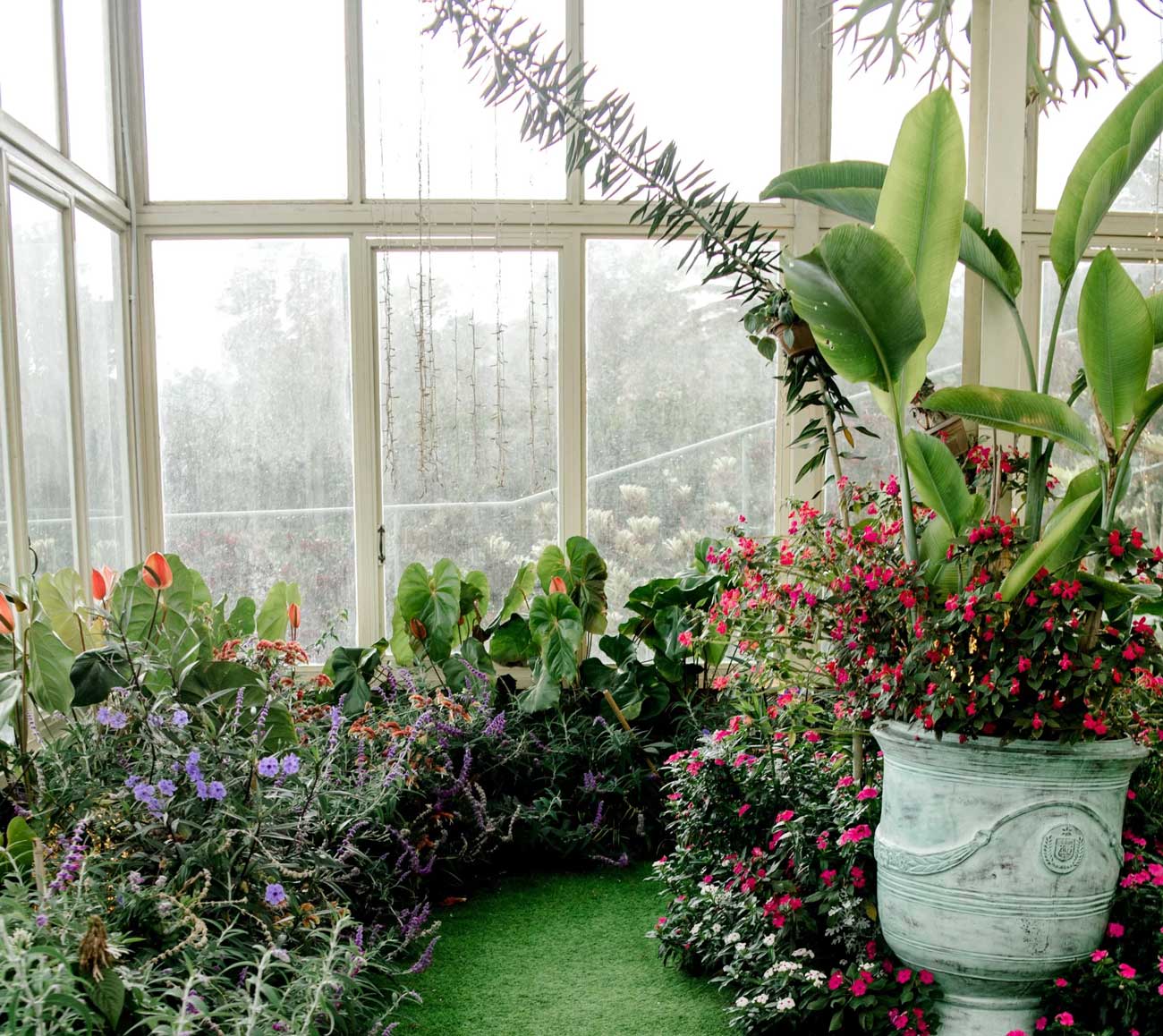 De planten staan in een serre.
